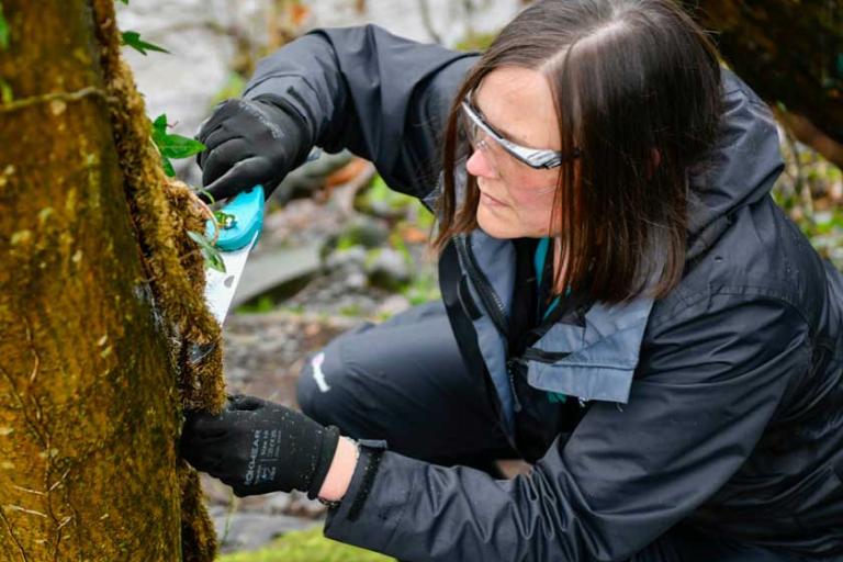 Woman checking trees